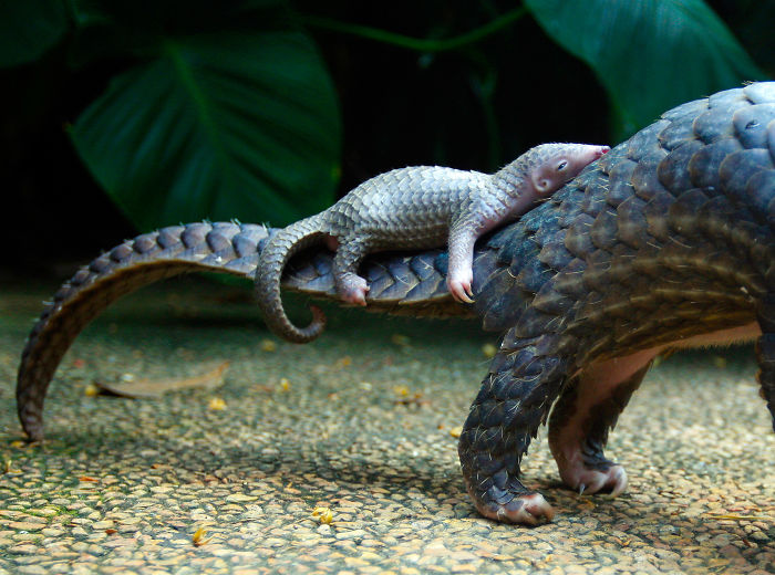 My hope is that you leave this post loving Pangolins as much as I do!