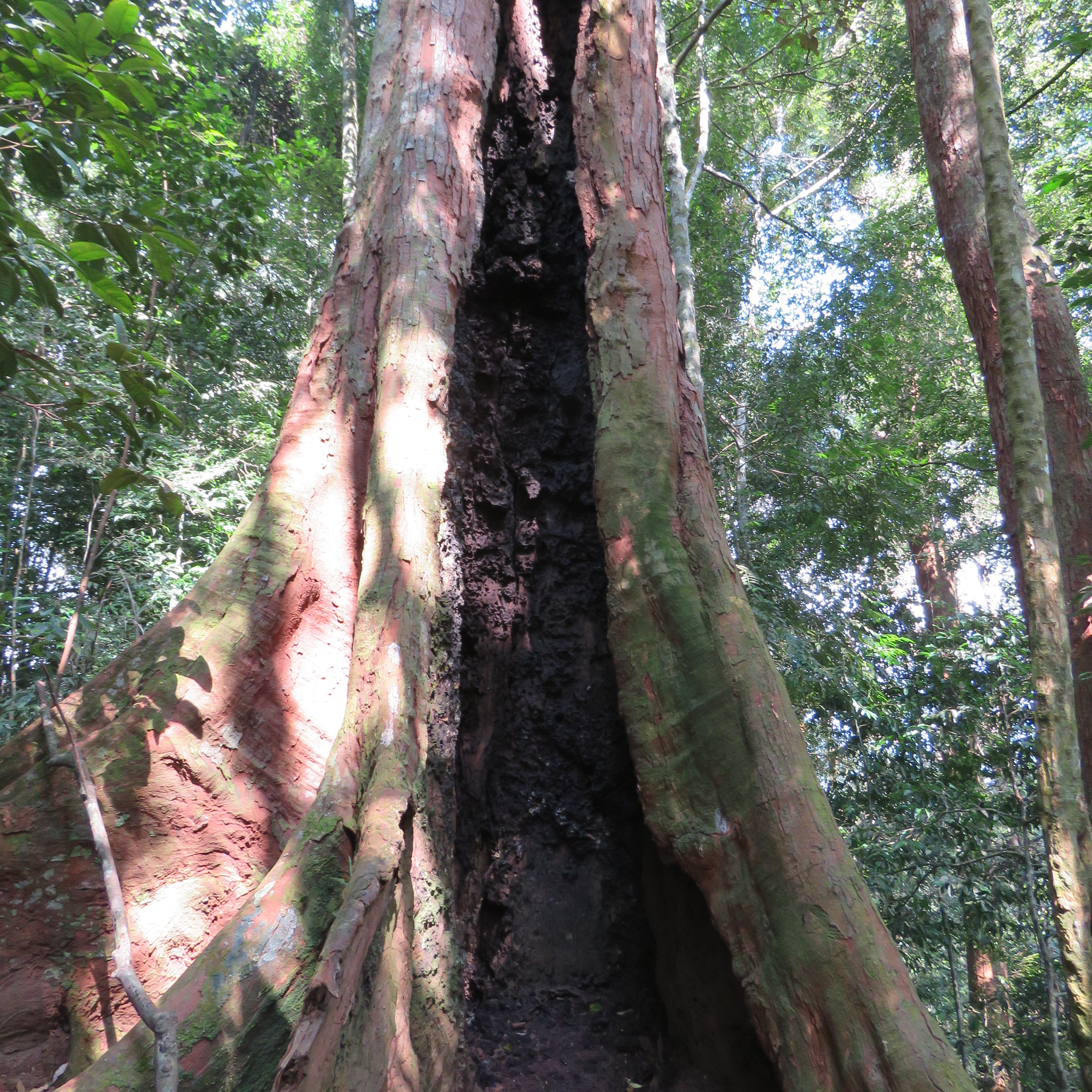 A tree hollowed out by termites